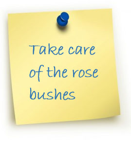 Take care of rose bushes