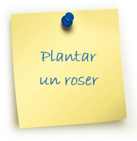 Plantar un roser