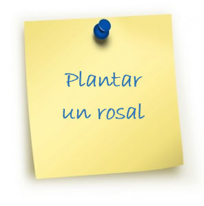 Plantar un rosal
