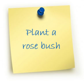 Plant a rose bush